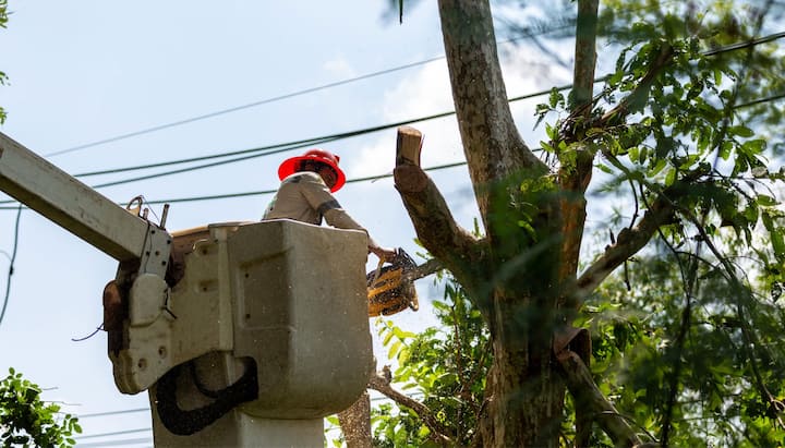 Tree care and maintenance services in Flagstaff