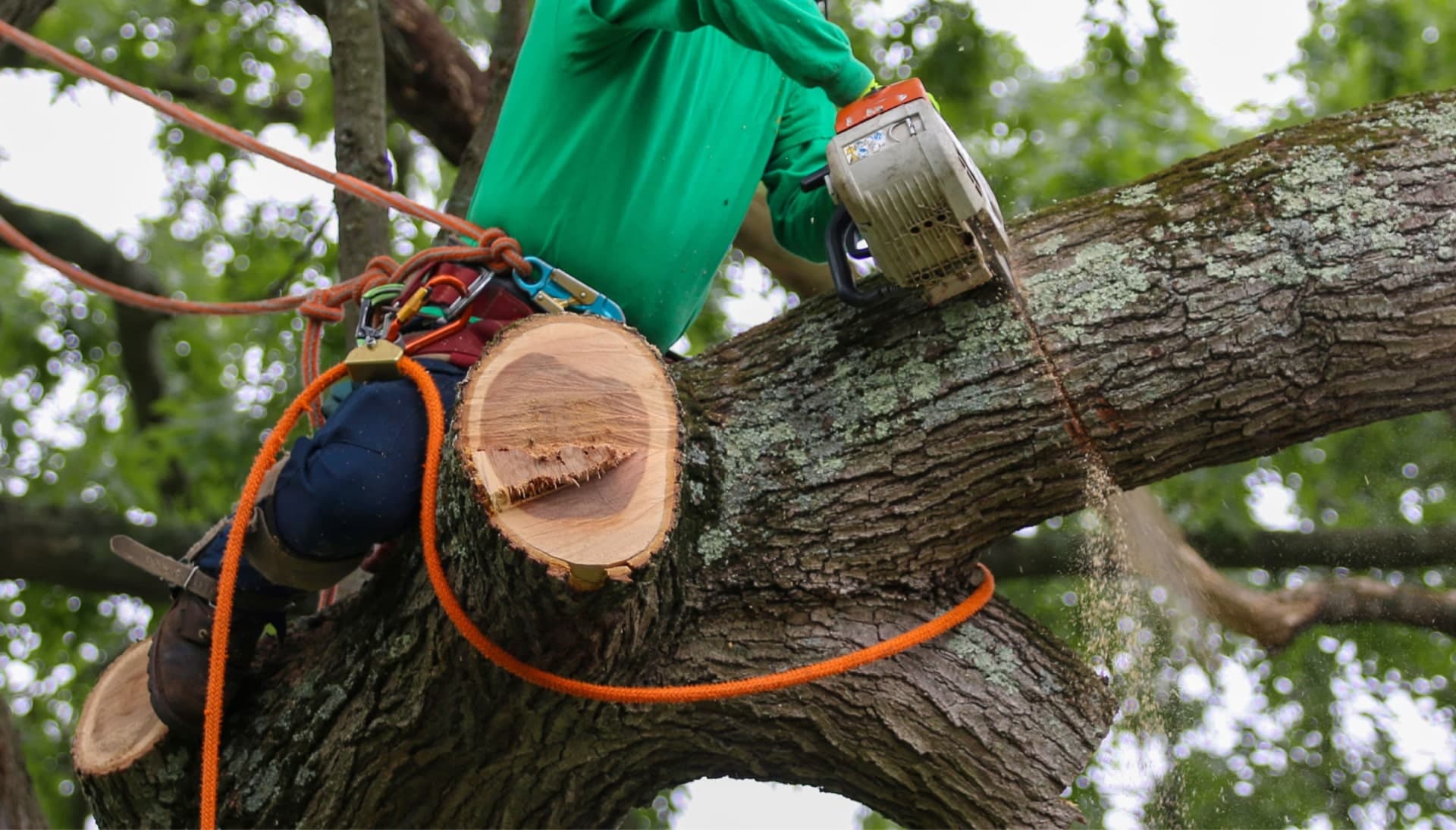 Relax with Flagstaff best tree removal.
