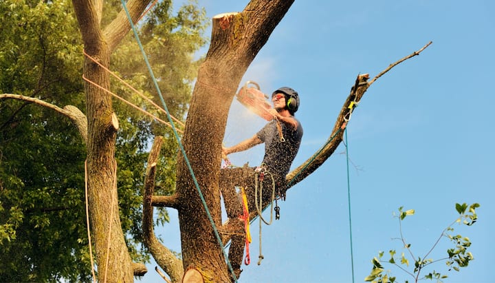 Flagstaff tree removal experts solve tree issues.