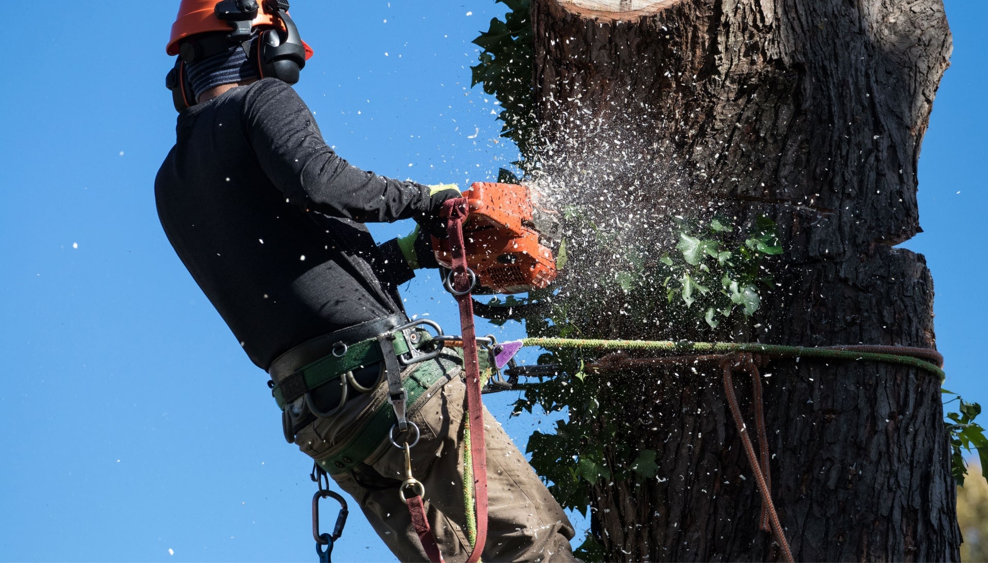 Professional Tree removal solutions in Flagstaff
